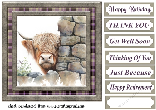 Nosy Highland cow card front 4