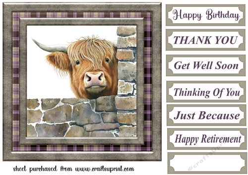 Nosy Highland cow card front 6