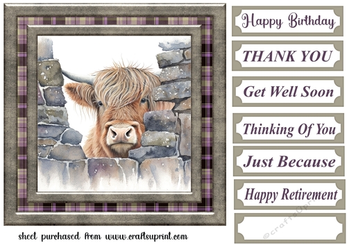 Nosy Highland cow card front 7