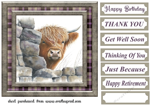 Nosy Highland cow card front 8