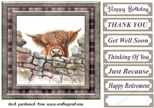 Nosy Highland cow card front 10
