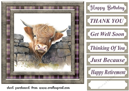 Nosy Highland cow card front 11