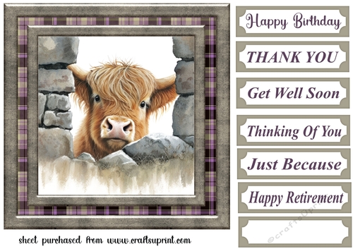 Nosy Highland cow card front 12