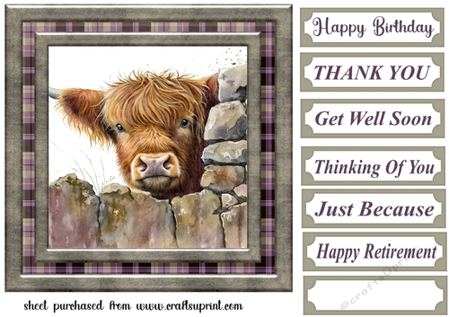Nosy Highland cow card front 9