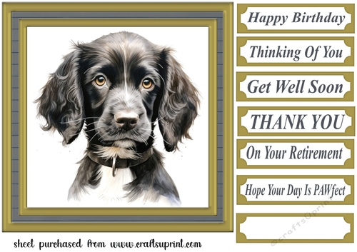 Springer pup card front 2