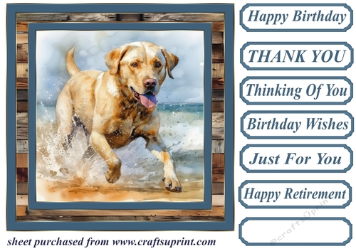 Coastal Labrador card front 13