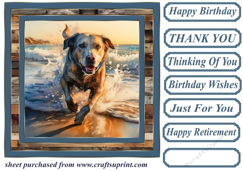 Coastal Labrador card front 18