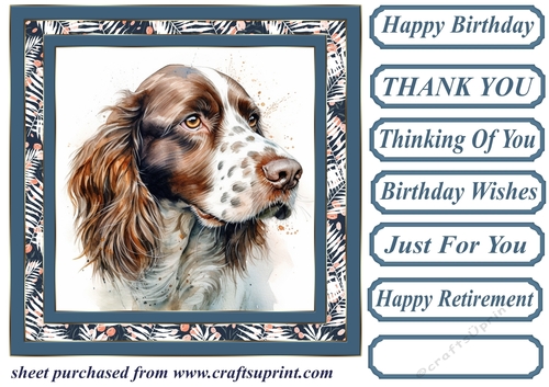 Springer Spaniel card front 7