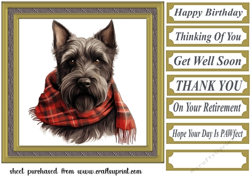Tartan scarf Scottish terrier card front 5