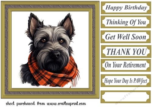 Tartan scarf Scottish terrier card front 6