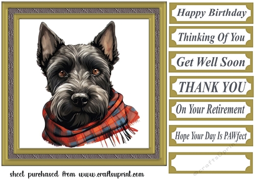 Tartan scarf Scottish terrier card front 7
