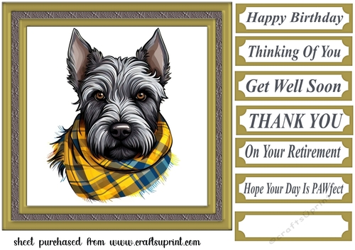 Tartan scarf Scottish terrier card front 12