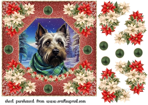 Poinsettia Scottish terrier card front 1