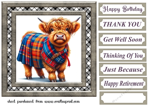 Tartan Highland cow card front 1