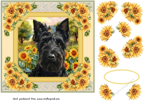 Framed sunflower Scottish terrier card front 1