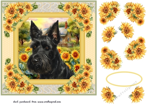 Framed sunflower Scottish terrier card front 2