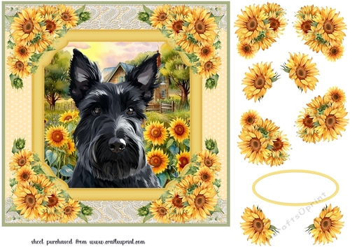 Framed sunflower Scottish terrier card front 6