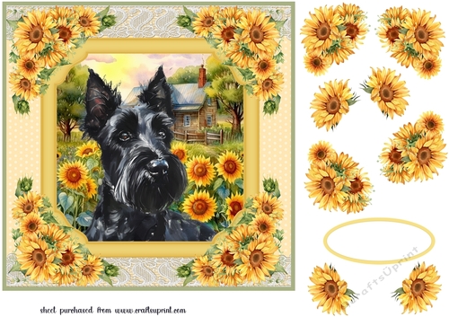 Framed sunflower Scottish terrier card front 7
