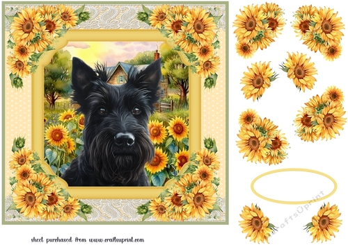Framed sunflower Scottish terrier card front 8