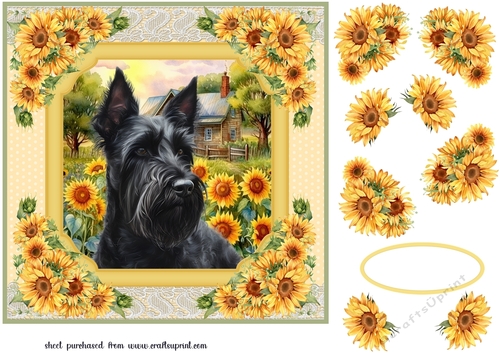 Framed sunflower Scottish terrier card front 9