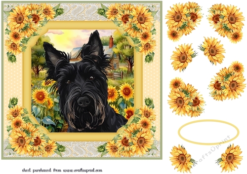 Framed sunflower Scottish terrier card front 11