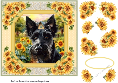 Framed sunflower Scottish terrier card front 12