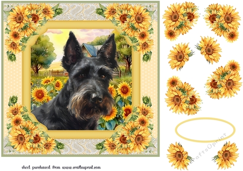 Framed sunflower Scottish terrier card front 14