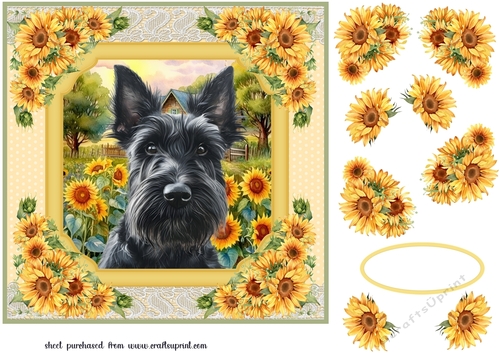 Framed sunflower Scottish terrier card front 15