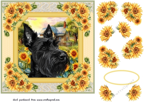 Framed sunflower Scottish terrier card front 16