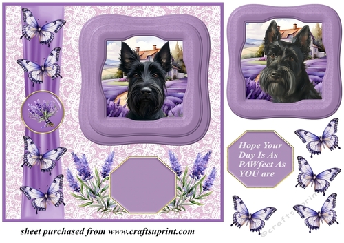 Framed lavender Scottish terrier card front 2