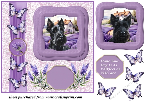 Framed lavender Scottish terrier card front 4