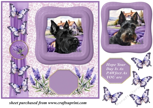 Framed lavender Scottish terrier card front 7