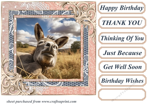 All about the donkey card front 9