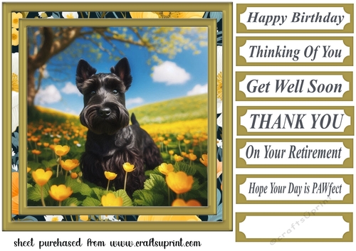 Scottish terrier in buttercup field card front 1