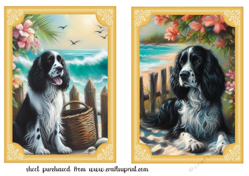 2 Beach black and white Springer spaniel card fronts 1
