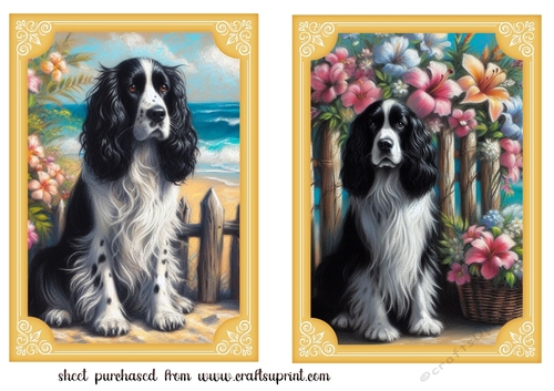 2 Beach black and white Springer spaniel card fronts 2