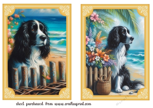 2 Beach black and white Springer spaniel card fronts 3
