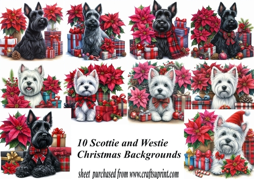 10 Christmas Scottie and Westie with presents backgrounds(png)