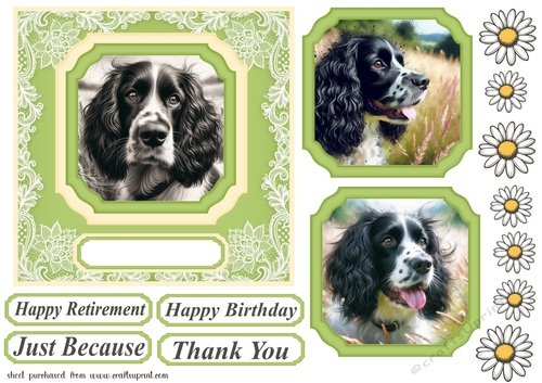 Black and white Springer Spaniel card front