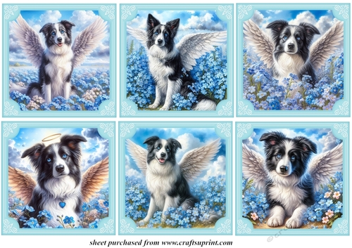 6 Forget me not Border collie toppers