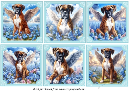 6 Forget me not Boxer toppers