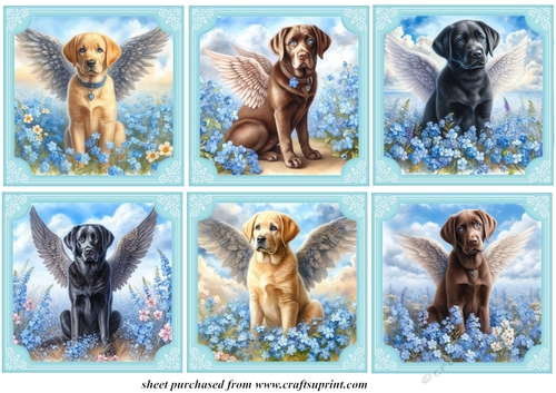 6 Forget me not Labrador toppers