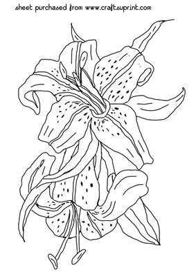 Beautiful Lilies Digi Stamp