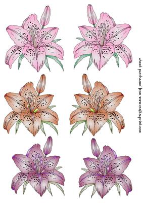6 Coloured Lily Toppers
