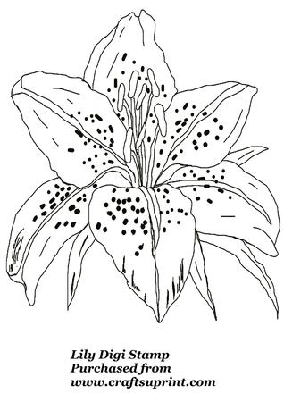 Lily Head Digi Stamp