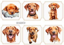 6 Red fox Labrador toppers