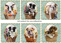 6 Floral pup toppers 1