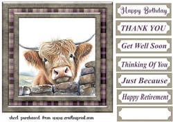 Nosy Highland cow card front 1