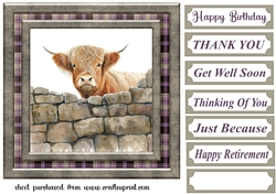 Nosy Highland cow card front 5