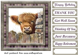 Nosy Highland cow card front 9